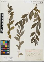 Foto von Salix glabra Scop. x Salix myrsinifolia Salisb.